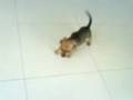 videos de Filhote teckel Liza na piscina