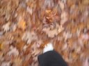 Bill Gets Fit 2998 11 15 running