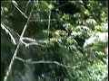 Trecho do rio Bruaca após a queda na cachoeira da Bruaca. ESTE TRECHO FICARÁ PRATICAMENTE SECO APÓS O DESVIO DO RIO PARA A CONSTRUÇÃO DA HIDRELÉTRICA - PCH-BRUACA, matando milhares de animais, que vivem nesta parte bem preservada.A cachoeira da Bruaca, localizada na SERRA DO MAR, em CORUPÁ (SC), é o simbolo da cidade, que é previlegiada pela belíssima paisagem e pela natureza bem preservada, o que proporciona muita qualidade de vida para população. Corupá é o lugar dos sonhos de pessoas do mundo inteiro. No entanto, pessoas de fora vêem esta cachoeira de forma diferente. Querem construir uma hidrelétrica (PCH) desviando a água e secando esta linda cachoeira e trazendo problemas ambientais gravíssimos para a tranquila Corupá.visite o site do Instituto Rã-bugiohttp://www.ra-bugio.org.br/