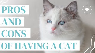 OWNING A CAT 😸 (pros and cons of getting a cat that you NEED to know!)