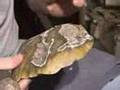Florida Coral Newnan Part 1 of 5