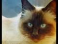 videos de CAT'S  STORY