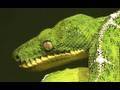 Schlangen / Snakes im Zoo Leipzig