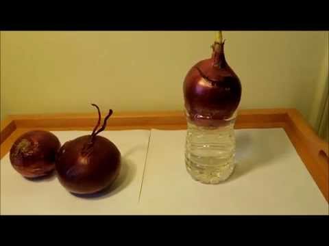 how to plant a red onion