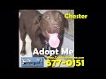 Good Causes in Cowlitz County (Condensed) #184 11-12-09 in HD