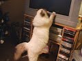 mon chat adore la tv