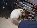 mon chat adore la tv