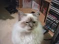mon chat adore la tv