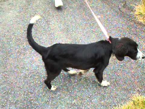 browse rescues find adoptable dogs by breed view animals with videos browse rescues find adoptable dogs by breed view animals with videos
