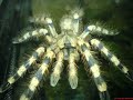 AVICULARIA AVICULARIA FEEDING