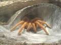 AVICULARIA AVICULARIA FEEDING