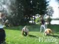 Parodie wantek by Mvprod sur dj Boud chicken tonic