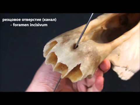 Резцовая кость домашних животных