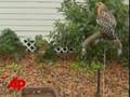 PGA Golfer Takes Aim, Kills Hawk