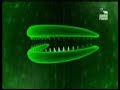 Diez animales mortiferos - Parte 1/5 - Animales - «Misterios»