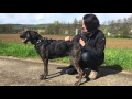 Cashira - Beauceron - Mischling