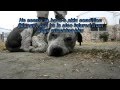 Rocky, rescued today from life on the streets (video by Eldad Hagar)