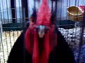 Big Red Roosters Crowing