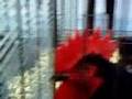Big Red Roosters Crowing