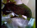 SRV song - Scuttle Buttin' It's my version of scuttle buttin's tune, i'm trying to improve it everyday. :-) Guitar: USACG (www.usacustomguitars.com) with 57/62 fender single coils Amp: GuitarRig2