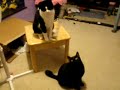 http://www.ksinternet.com/ih6r .Kitties play Tetherball