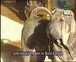 Shar Pei - Defensive instinct, summation (Part 3of3)