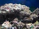 Langouste Marine Life