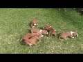 AMERICAN STAFFORDSHIRE TERRIER