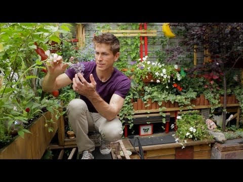 garden video - Brooklyn patio getaway garden in Williamsburg beautifully decorated in vines and edible flowers. Urban Gardener is a video series dedicated to exploring some...