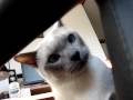Cloud playing in the computer chair