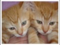 Vet Randwick Sydney