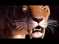 Smilodon (saber-toothed LIon)  (saber-toothed Tiger)