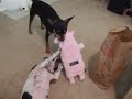 Daisy and Kona play