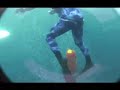 Bluefin Tuna Spearfishing