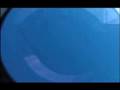 Bluefin Tuna Spearfishing
