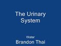 Urinary-System