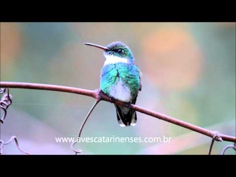 Beija-flor-de-papo-branco - Cristiano Voitina