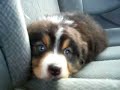 Dodger
