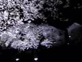 Nogawa sakura