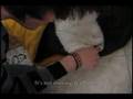 I hate cats