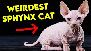 ALL SPHYNX Cat Types That EXIST | Which one do you prefer?