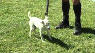 2015 Small Dog Incredible Dog Challenge Nationals