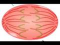 Mitosis