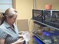 Feeding Crickets to Reptiles Feeding Crickets to Reptiles
