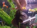 Hand tamed Plecostomus
