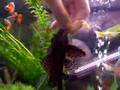 Hand tamed Plecostomus