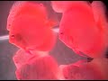 Yat Cheung Discus
