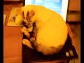 Gattina che ripara un portatile Dell Gattina che ripara un portatile Dell