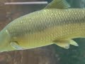 Peixinhos de água doce. Da Nascente até à Foz.A equipa de professores da biblioteca não pára! 