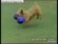 Funny Dogs And Cats Just watch its so funny!